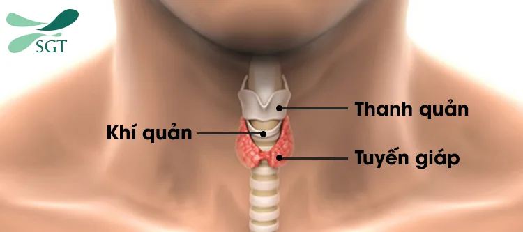 tuyen giap la gi